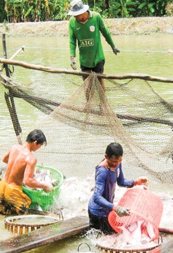TP Cần Thơ: Trên 218 ha cá tra đạt chứng nhận theo các tiêu chuẩn