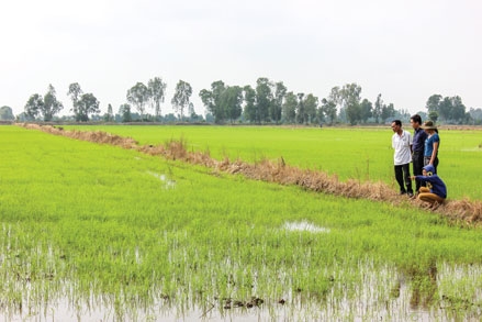 Nông dân sản xuất lúa hàng hóa theo đặt hàng
