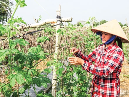 Gò Công Tây chuyển đổi cây trồng hiệu quả