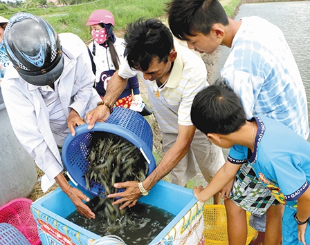 Hướng đến sản xuất tôm sạch