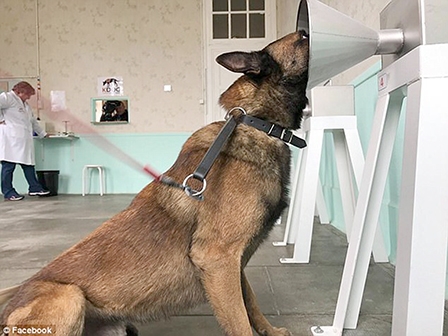 Chó có thể phát hiện ung thư vú chính xác 100%