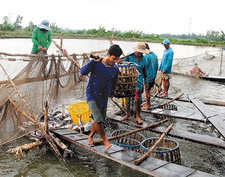 <span style="background-color: wheat;">Ngành cá tra Việt Nam</span> &nbsp
Tìm cơ hội trong thách thức