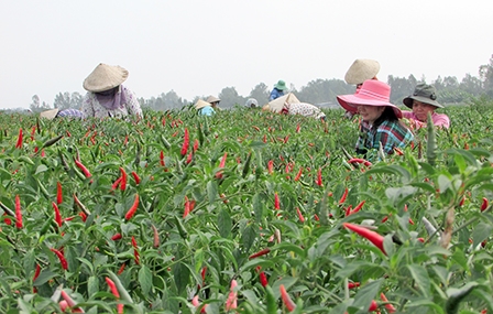 Nỗ lực đạt chuẩn huyện nông thôn mới