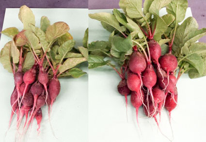 Hệ thống lá nhân tạo tự sản xuất phân bón cho cây trồng