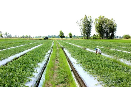 Chuyển đổi cơ cấu cây trồng, nông dân tăng thu nhập