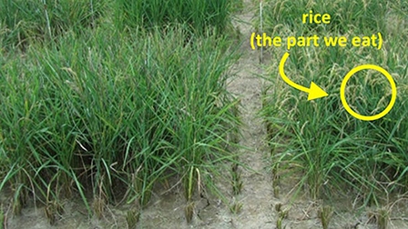 Phát triển giống lúa chuyển đổi gien chống hạn và mặn tốt