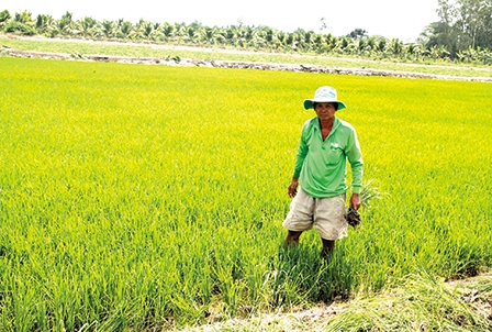 Nông dân cần chủ động trước bất lợi của thời tiết