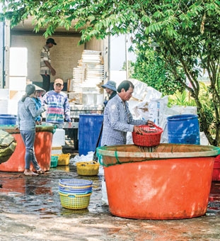 Đầu năm, trúng mùa tôm