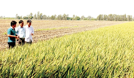 An tâm sản xuất lúa hàng hóa
