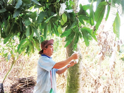 Làm giàu từ xoài cát Hòa Lộc