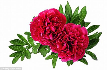 Nguồn dược liệu quý từ các loài hoa quen thuộc