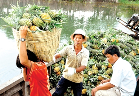 Nông sản GAP gian nan 
đường ra thị trường lớn