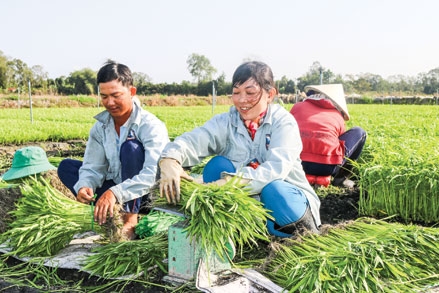 Nông sản GAP gian nan đường ra thị trường lớn