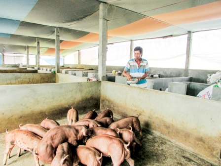 Sắp xếp lại sản xuất, ổn định nghề chăn nuôi heo