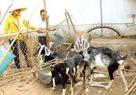 Giá dê hơi giảm