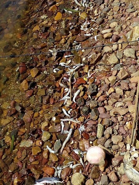 Cá chết bất thường trôi dạt 20km bờ biển Kiên Giang