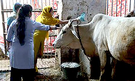 Dịch vụ xe cứu thương cho
bò!