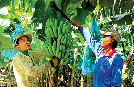 Phát triển nông nghiệp 
ứng dụng công nghệ cao