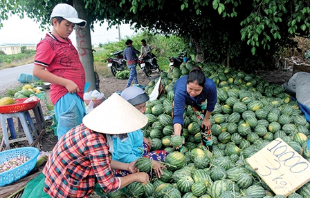 <span style="background-color:wheat;">Sản xuất tự phát, theo phong trào</span> Nhiều loại trái cây bị rớt giá