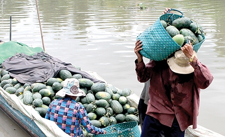 Giá dưa hấu tăng trở lại