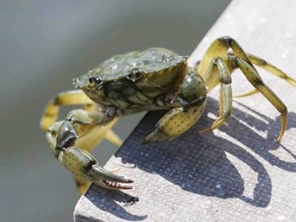 Vỏ cua có thể giúp chống sốt rét