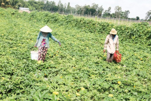 Giá nhiều loại rau quả giảm