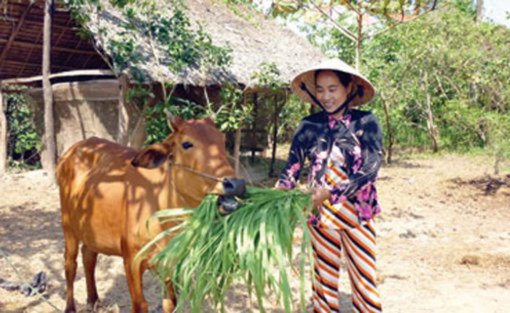 ចិញ្ចឹមគោកាត់បន្ថយភាពក្រីក្រ