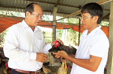 Thành công với giống gà nòi Nam bộ