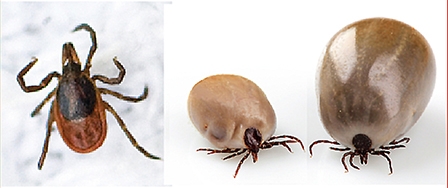 Cảnh giác trước nguy cơ nhiễm bệnh từ ve chó