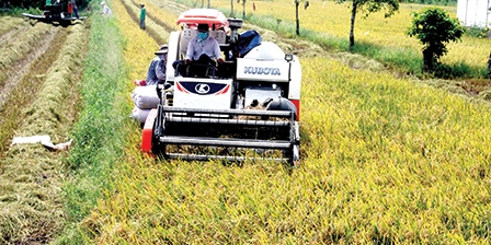 Nông dân trồng lúa tiếp tục kêu khó