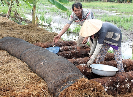 Nấm rơm giảm giá