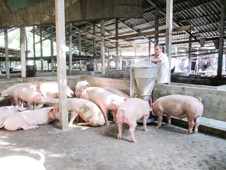 Người nuôi heo loay hoay “tự sản tự tiêu”