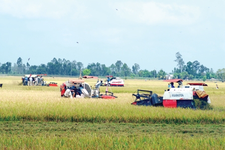 Tích tụ ruộng đất: 
Cần cái nhìn đa chiều
