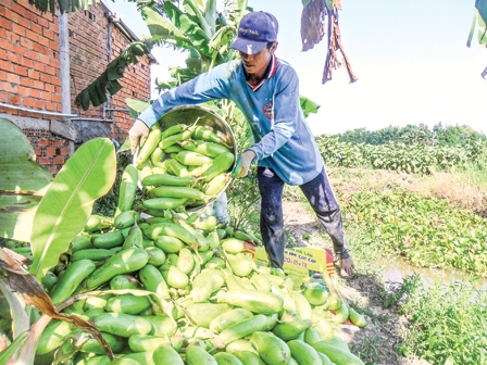 Cấp thiết tìm cây trồng thích ứng với biến đổi khí hậu