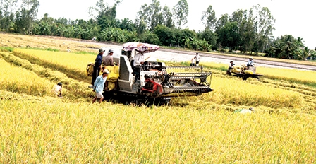 Giá lúa tăng trở lại