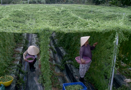 Mở rộng vùng nguyên liệu khổ qua rừng 
tại ĐBSCL