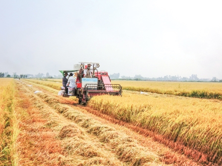 “Cánh đồng lớn” cùng chia sẻ lợi nhuận và rủi ro