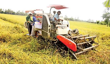 Thới Lai thu hoạch kịp thời lúa hè thu