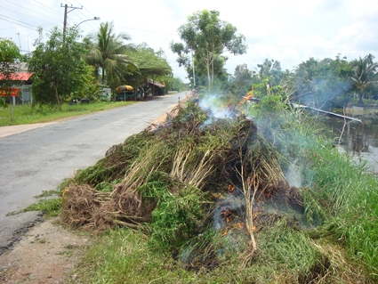 Phát hiện tiêu hủy 12 kg cần sa do người dân trồng trái phép
