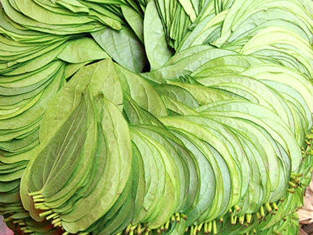 Công dụng chữa bệnh bất ngờ của lá trầu