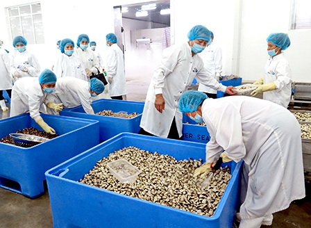 Lần đầu tiên xuất khẩu ngao sạch sang thị trường châu Âu