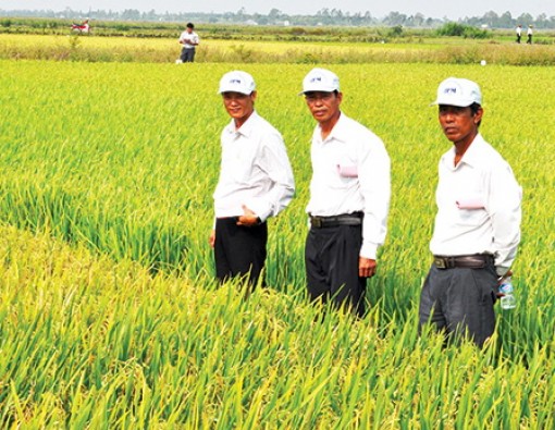 Hợp tác nghiên cứu, phát triển giống lúa 
thích ứng với biến đổi khí hậu