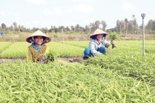 Hoàn thiện và nhân rộng hợp tác xã kiểu mới