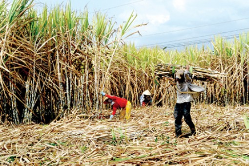 Chưa vào vụ đã lo thua lỗ