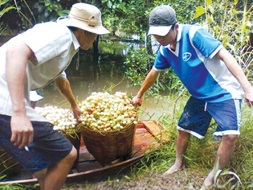 Thu hoạch trên 40.410 tấn trái cây