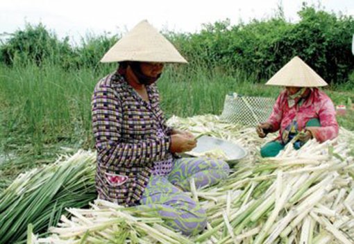 ដាំប្លុងអង្ករចាកផុតពីភាពក្រីក្រ