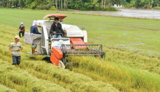 Sẵn sàng cho vụ lúa thu đông
