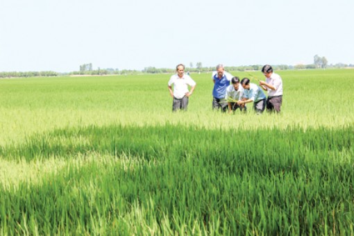 An tâm sản xuất lúa hàng hóa