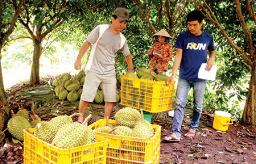 Cần nâng cao nhận thức 
từ sản xuất đến tiêu dùng