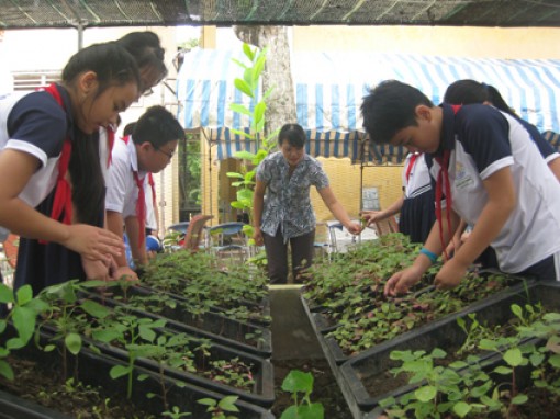 "Vườn rau sạch" trong trường học